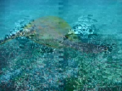 Turtles in Sri Lanka