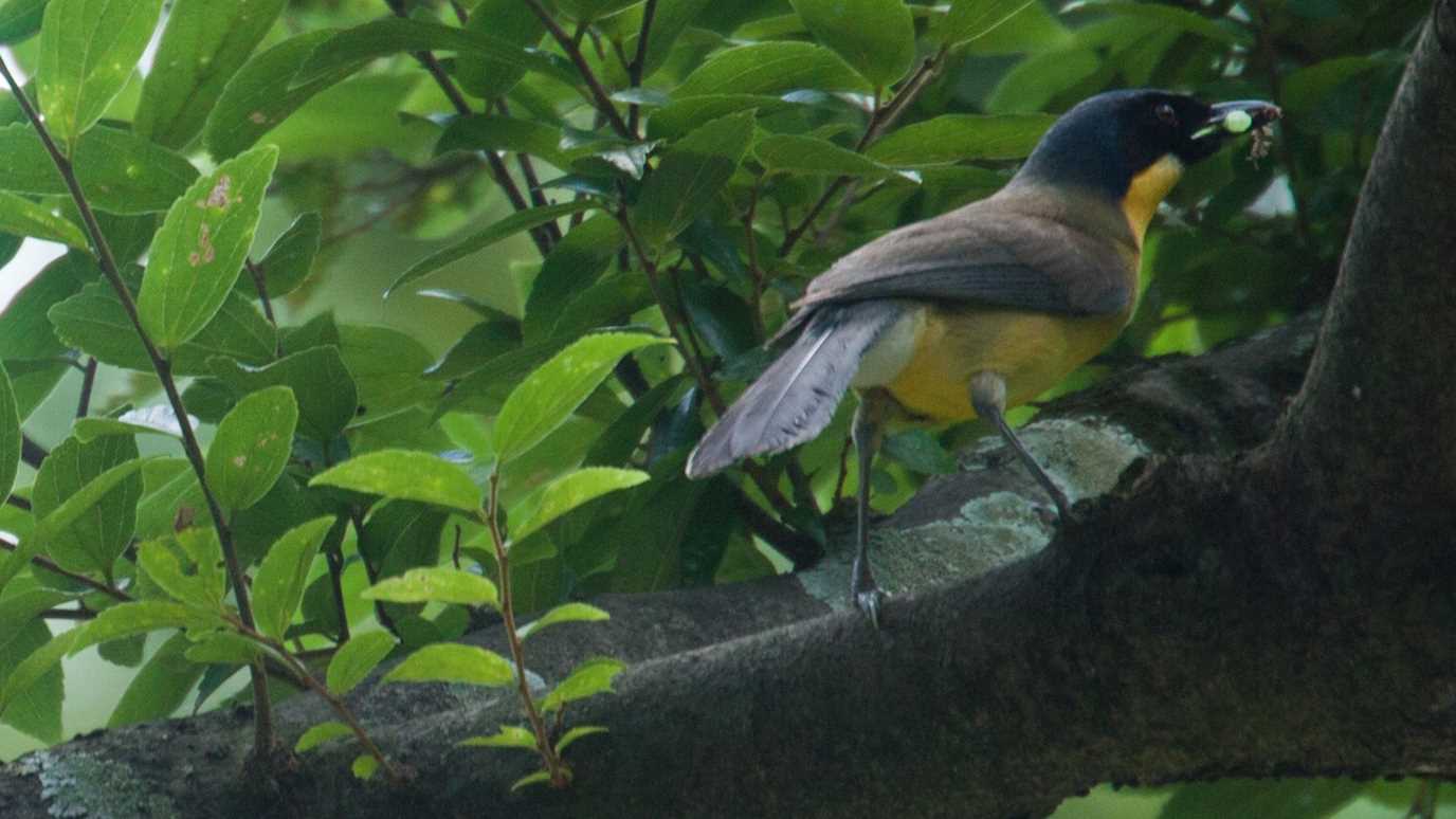 Blue Crowned thrush bird