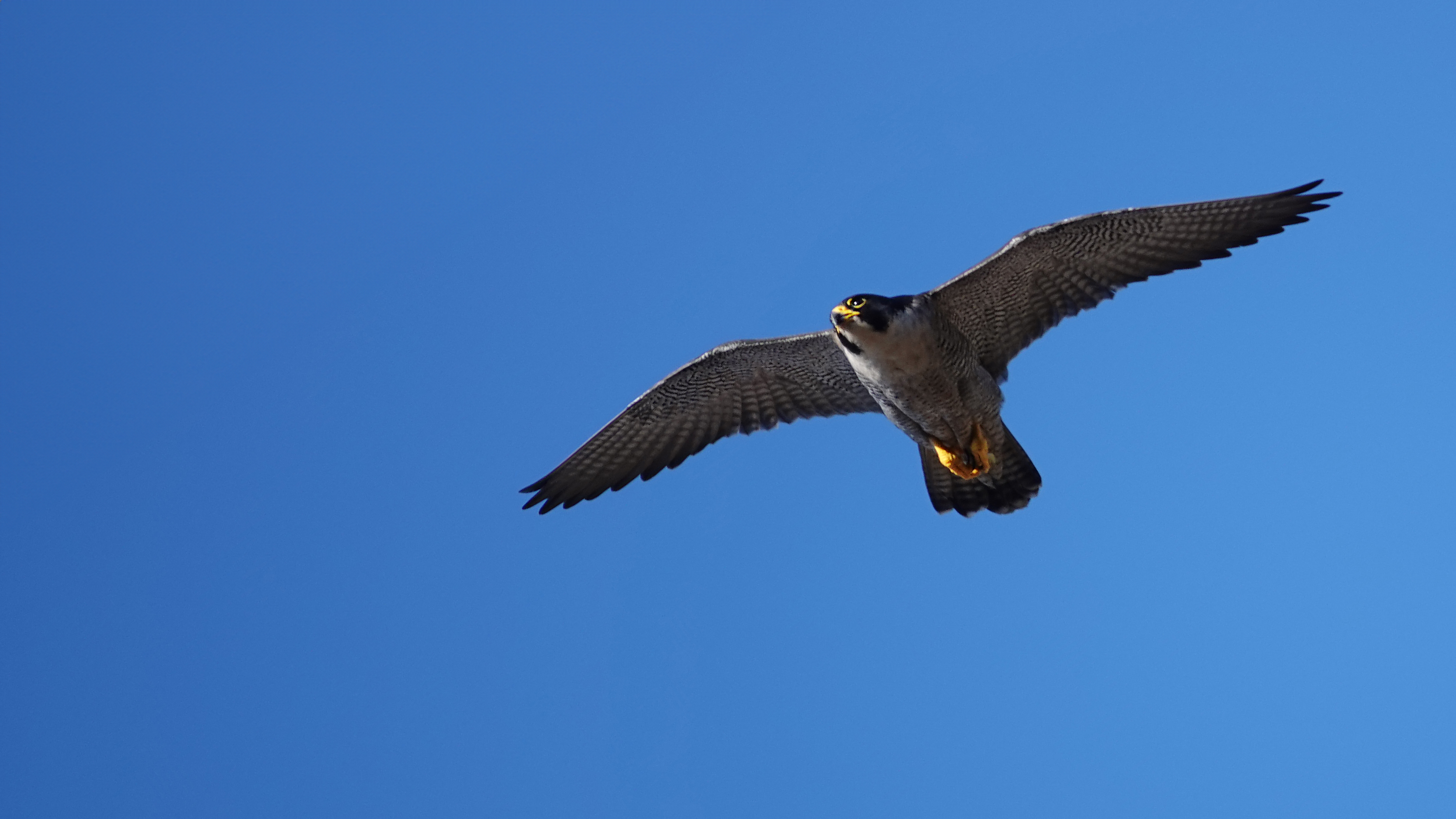 Peregrines 2