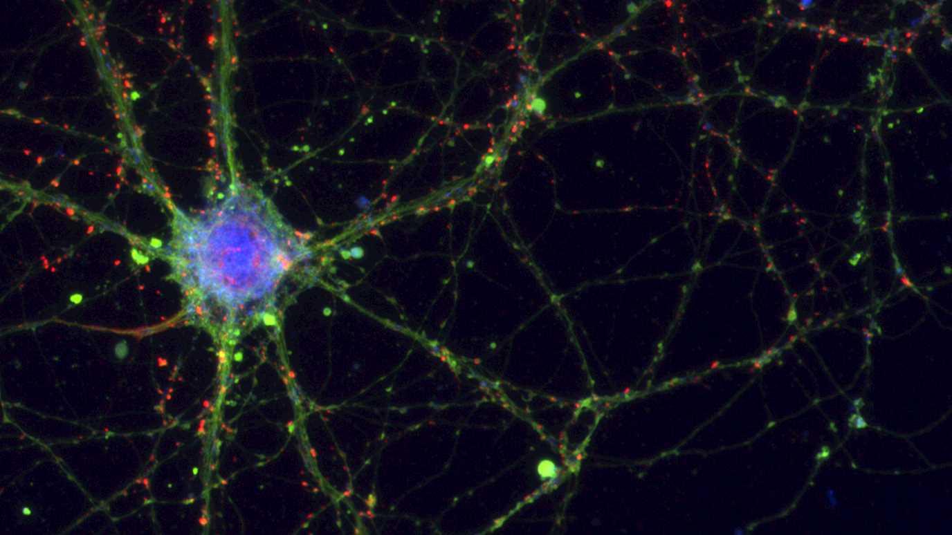 Medical Biochemistry