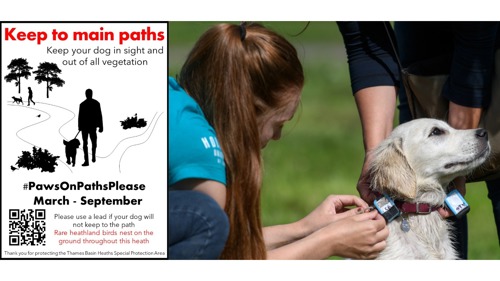 Paws on path poster and photo of GPS tracker being fixed to dog's collar