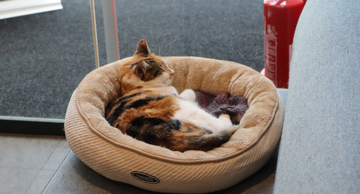 Teepee the campus cat 